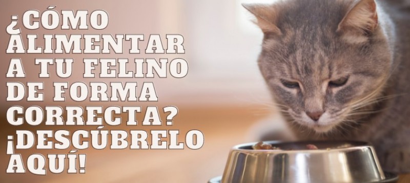 ¿Cómo Alimentar A Los Gatos Correctamente?