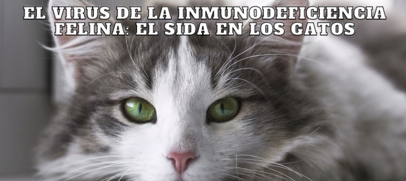 El Virus De La Inmunodeficiencia Felina: El Sida En Los Gatos