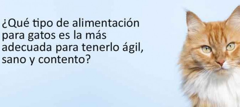 ¿Qué tipo de alimentación para gatos es la más adecuada para tenerlo ágil, sano y contento?