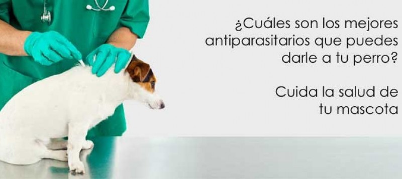 ¿Cuáles son los mejores antiparasitarios que puedes darle a tu perro? Cuida la salud de tu mascota