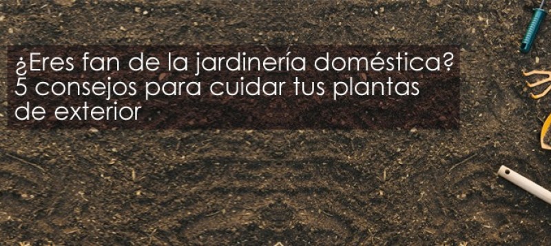 ¿Eres fan de la jardinería doméstica? 5 consejos para cuidar tus plantas de exterior