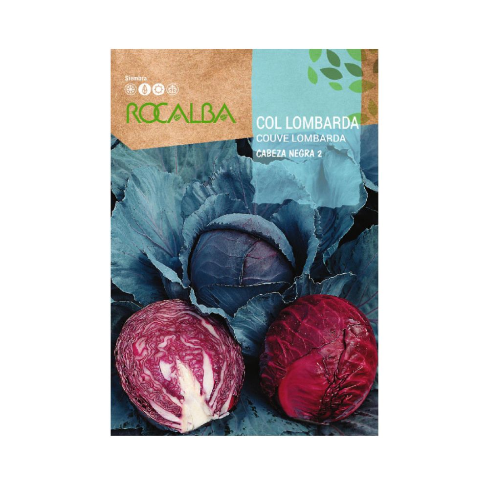 Semillas de col lombarda cabeza negra