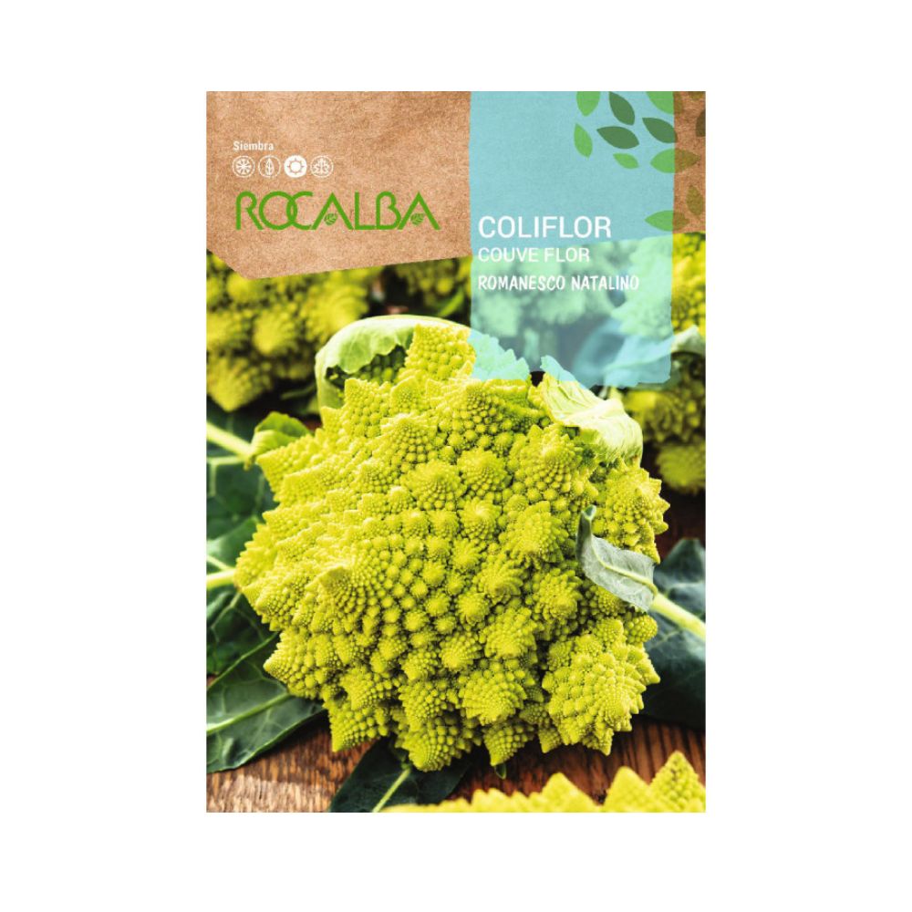 Semillas de coliflor romanesco natalino