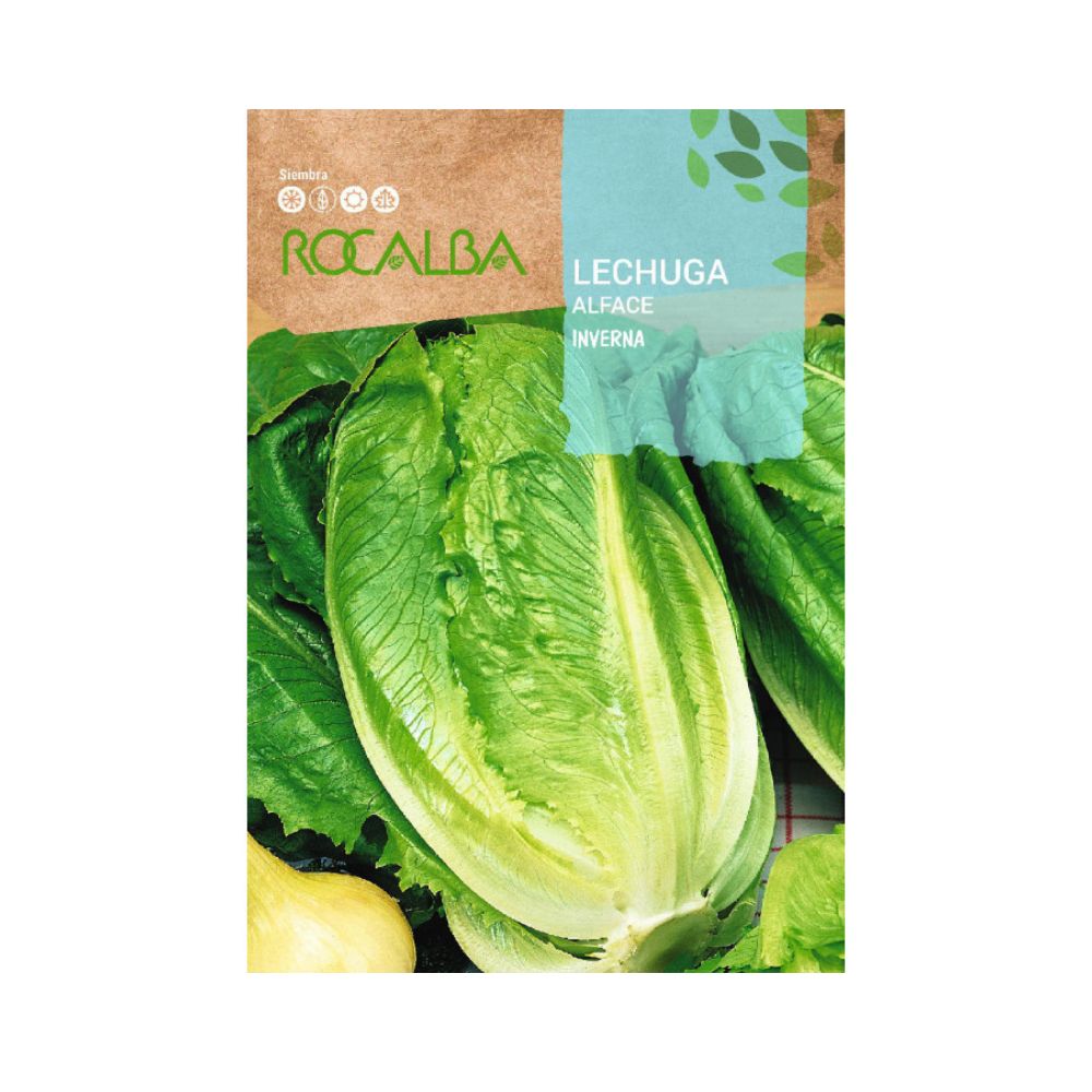 Semilla lechuga romana inverna