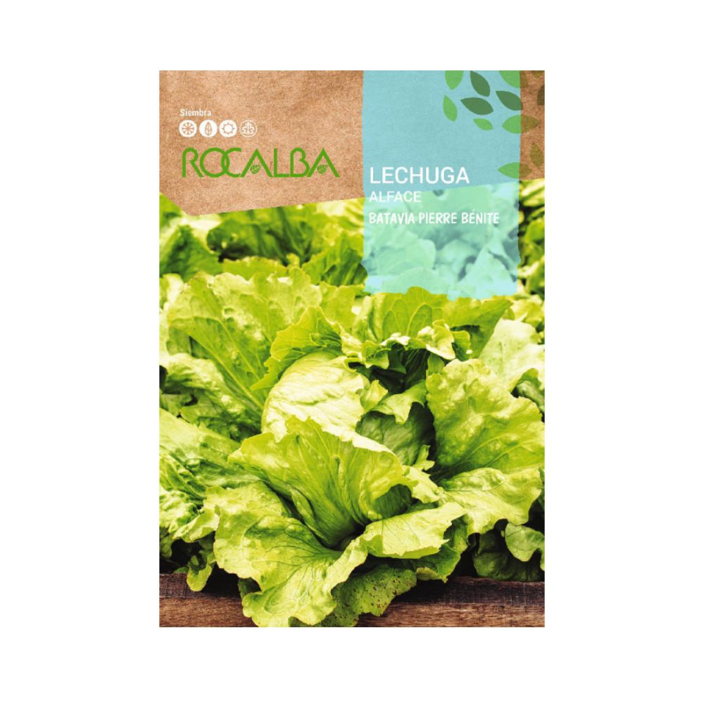 Semillas lechuga pierre benite