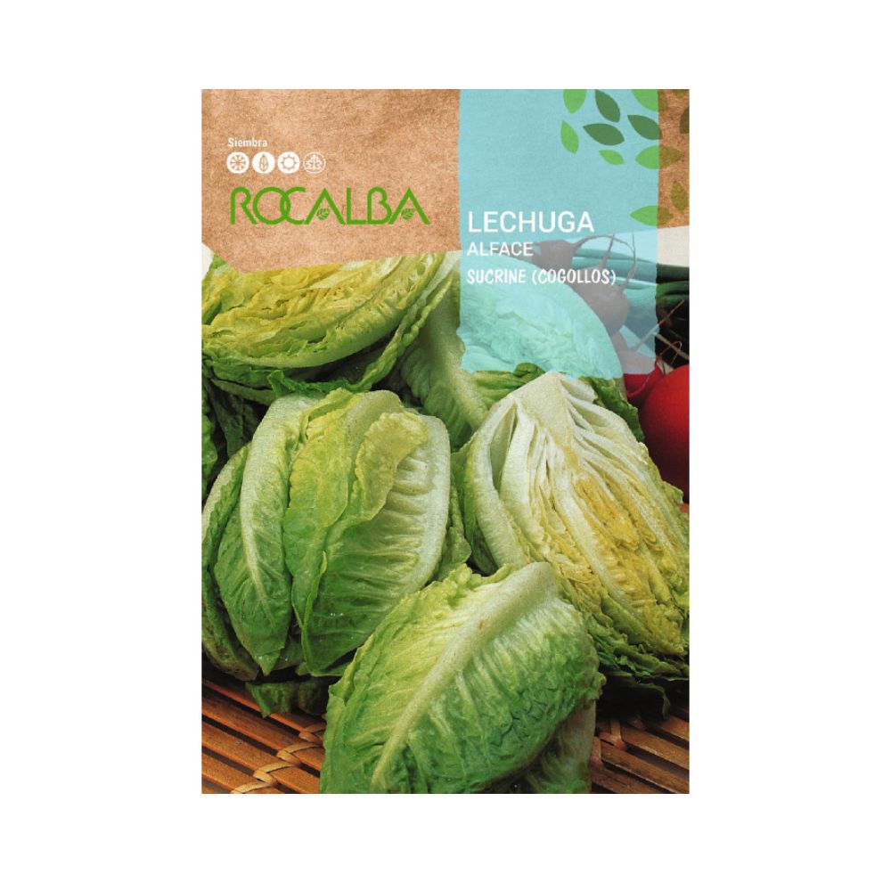 Semillas de lechuga sucrine cogollos