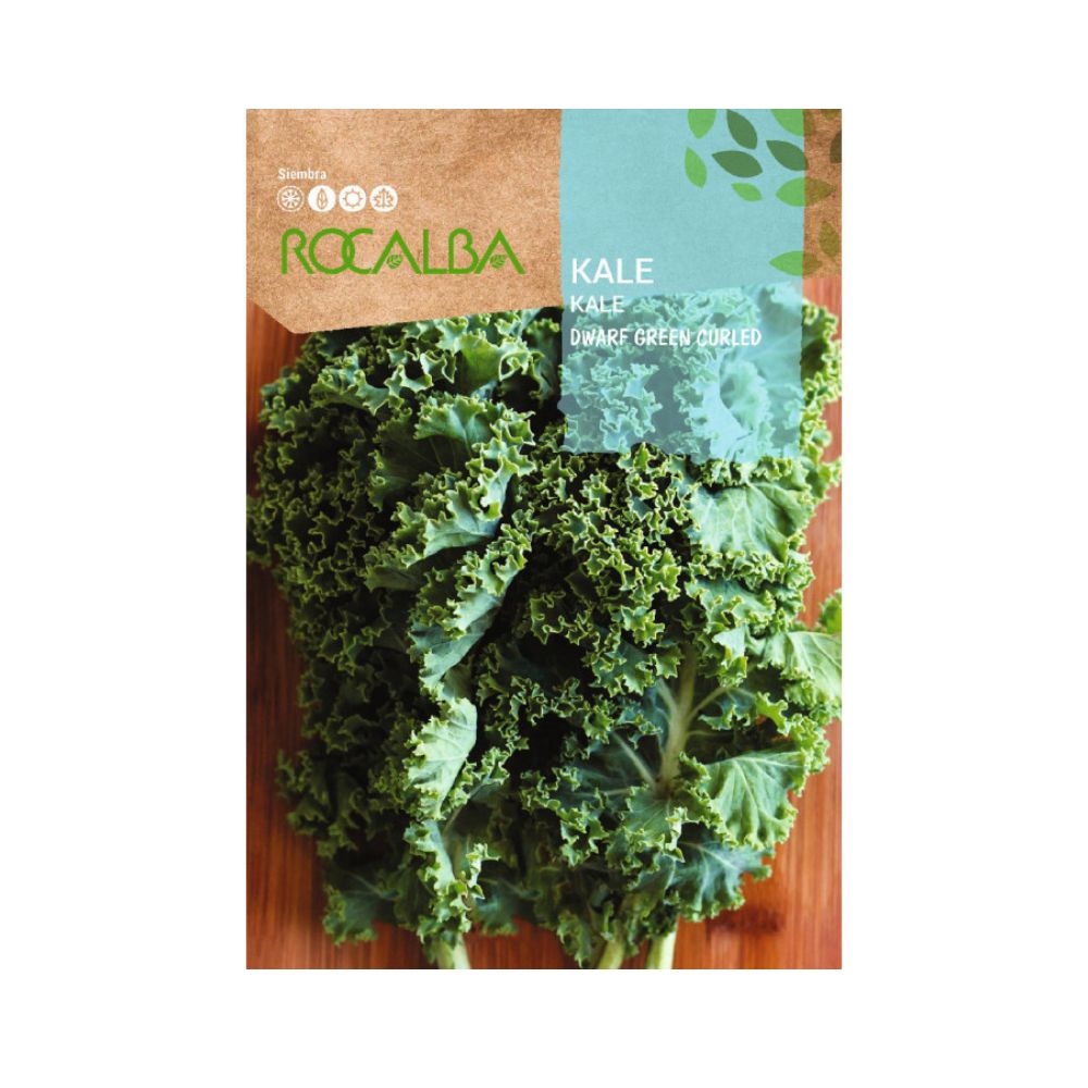 Kale dwarf green curled