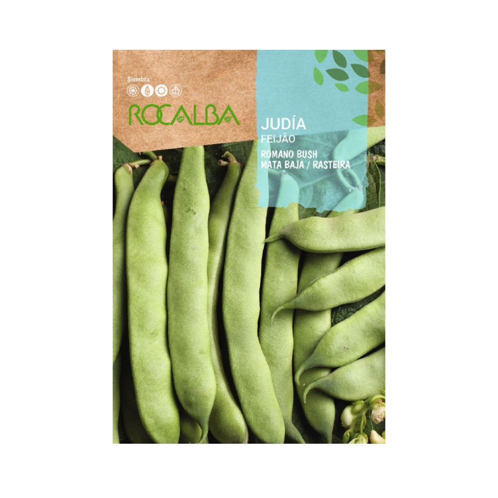 Semilla judía romano bush