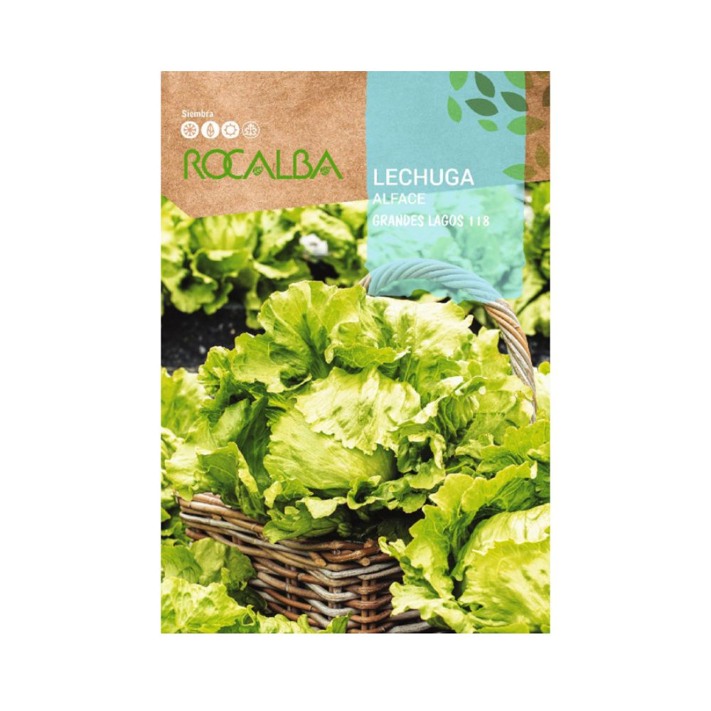 Lechuga grandes lagos semillas