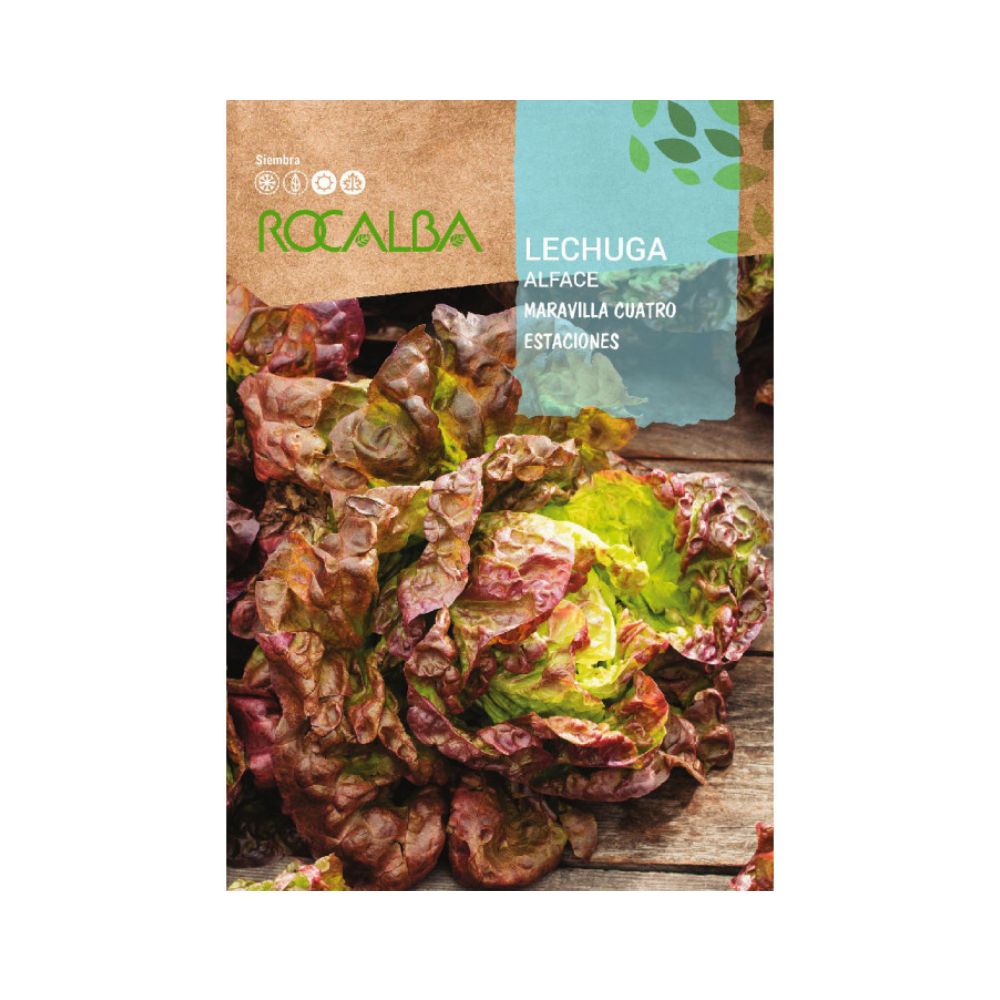 Lechuga maravilla cuatro estaciones