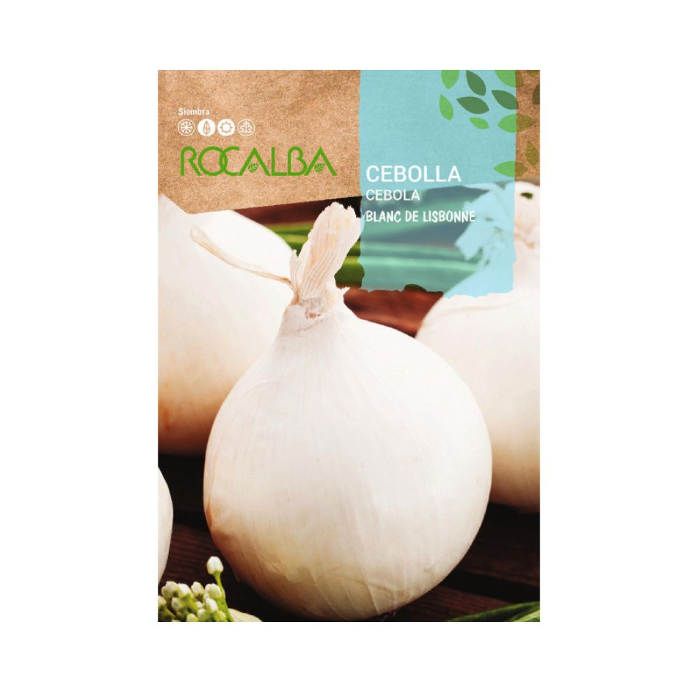 Semillas de cebolla blanca de lisbonne