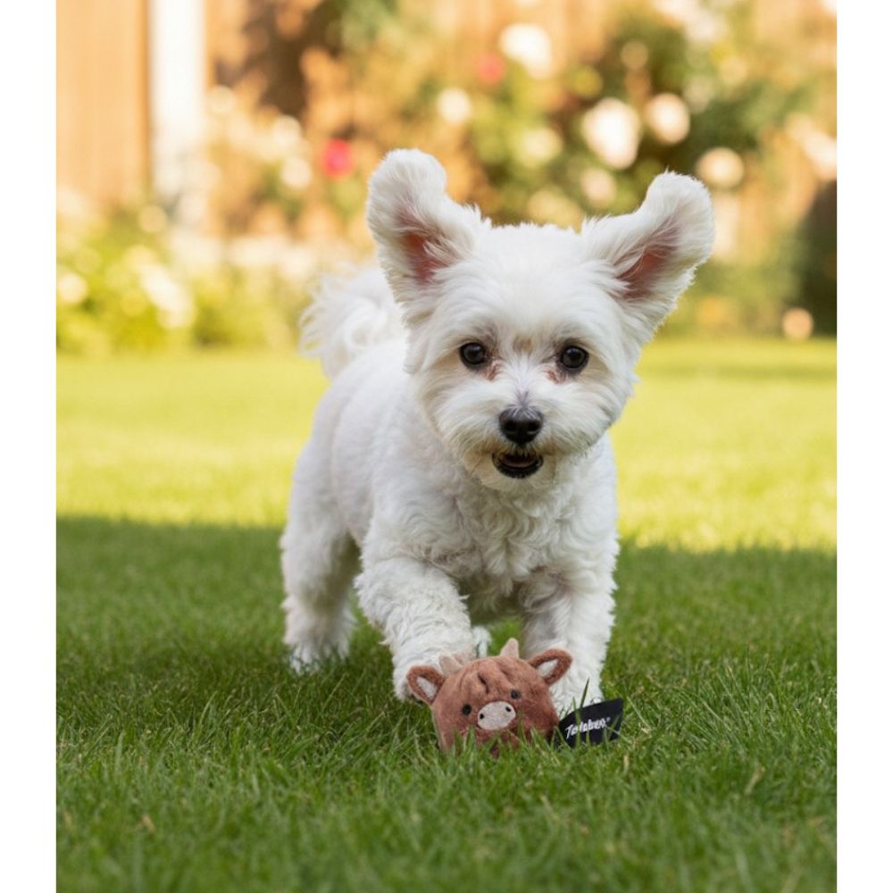 Twinbee Pelota Buey de Goma (TPR) 5,5 cm para Perro