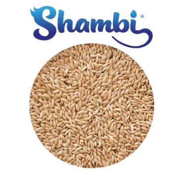 SHAMBI ALPISTE 1KG